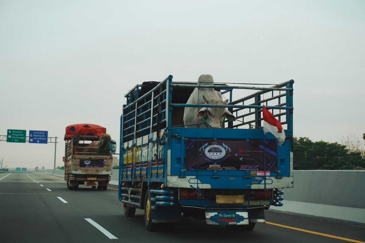 Fleet of CA Logistics freight trucks on highway